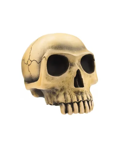 VCSVC086 - Richard Cranium - Bone