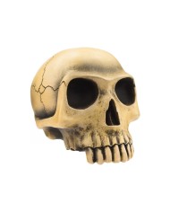 VCSVC086 - Richard Cranium - Bone