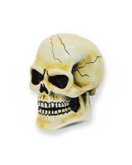 VCSVC001 - Arnold Skull-Bone