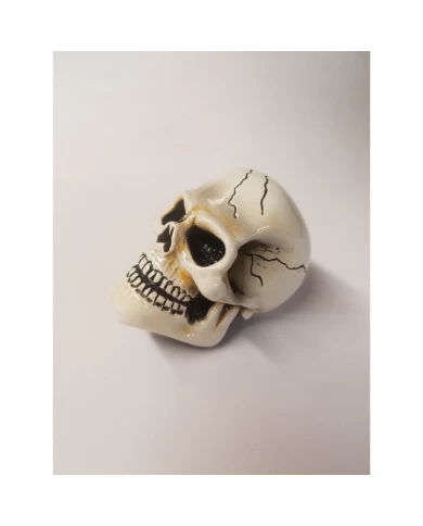 Arnold Skull-Bone