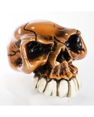 Ombre - Brown Ombre - Brown