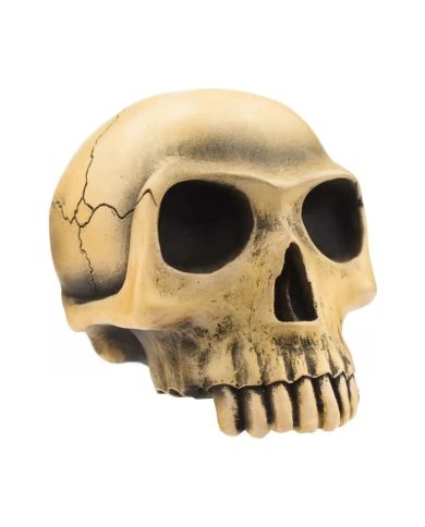 Richard Cranium - Bone Richard Cranium - Bone