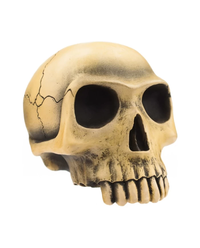 Richard Cranium - Bone Richard Cranium - Bone