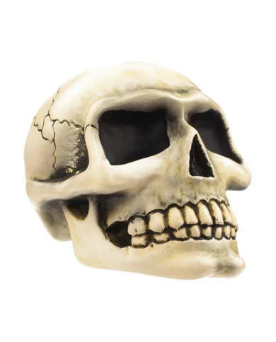 Small Skull - Bone Small Skull - Bone
